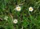 kopretinablchrysanthemumleucanthemum_small.jpg