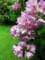 pninkrhododendron_14_small.jpg